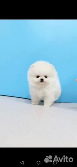 Щенки померанского шпица