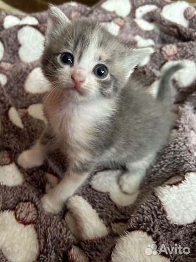 Отдам котенка в добрые руки