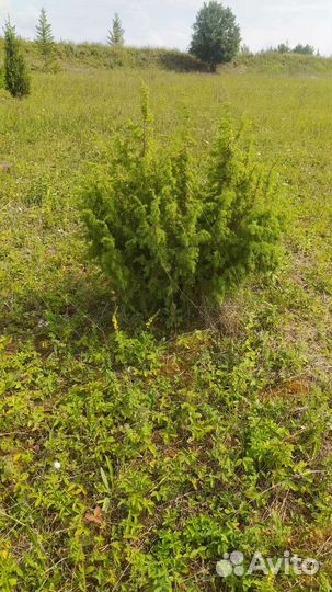 Саженцы можжевельника и других хвойных деревьев