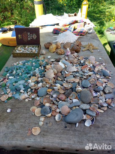 Морские ракушки раковины,камешки,для аквариума