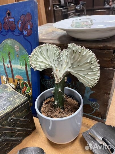 Комнатные растения Эуфорбия Кристата Молочай