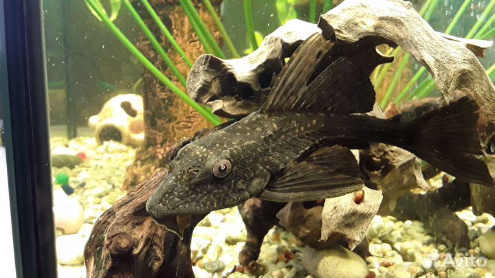 Аквариум с обитателями
