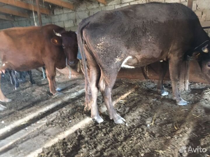 Коровы и бараны