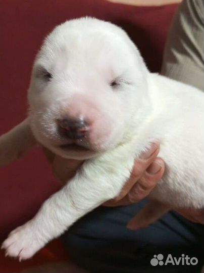 Медвежата. щенки сао (Алабай)