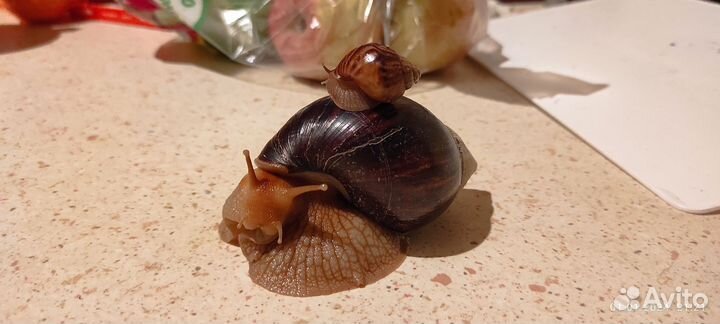 Улитка Ахатина