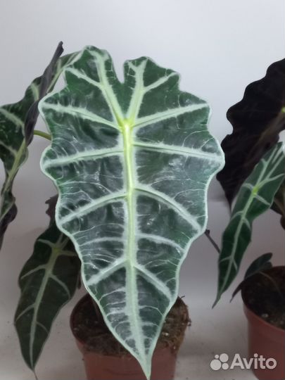 Алоказия полли
