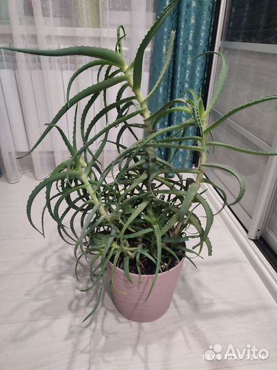 Алоэ лечебный