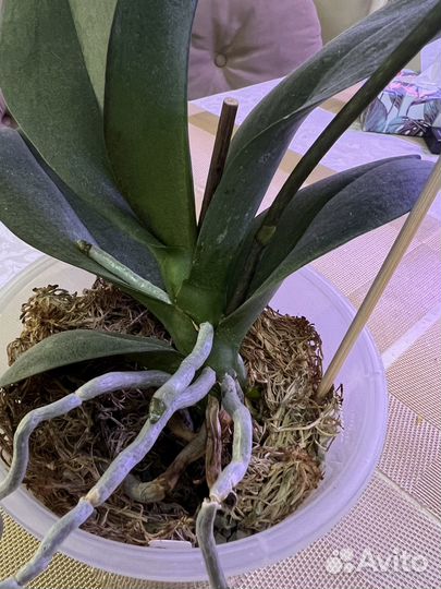 Орхидея Cobrion peliric Sonya