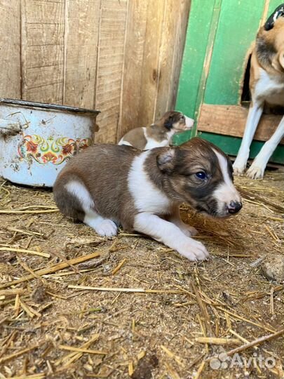 Щенки русской борзой
