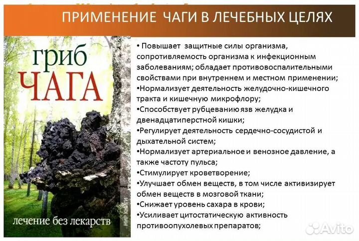 Чага из Марий Эл