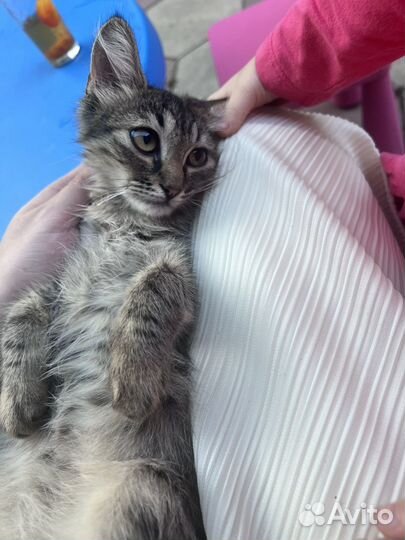 Котенок в дар