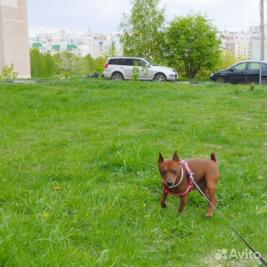 Цвергпинчер для вязки