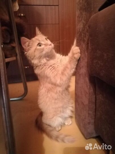 Котёнок в дар