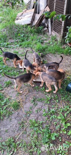 Щенок русской гончей