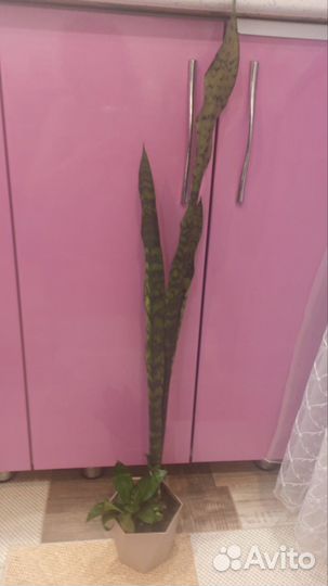 Сансевиерия