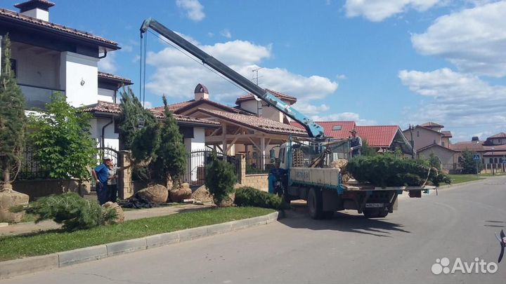 Посадка деревьев и кустарников