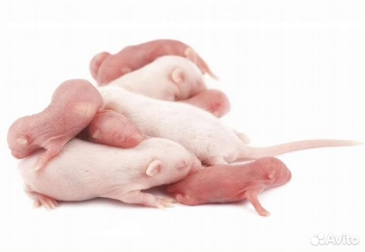 Продам мышат