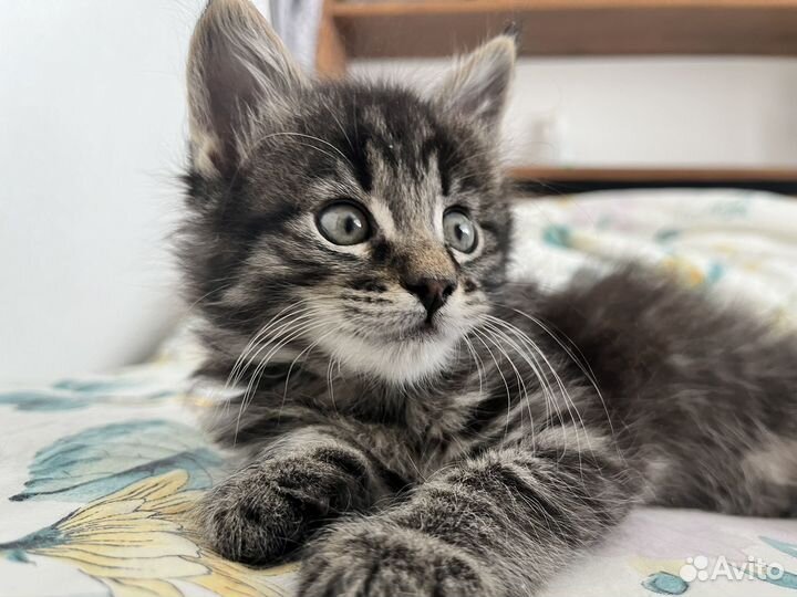 Котенок мальчик