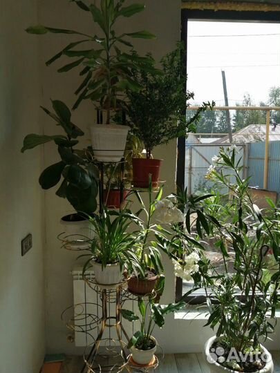 Комнатные растения