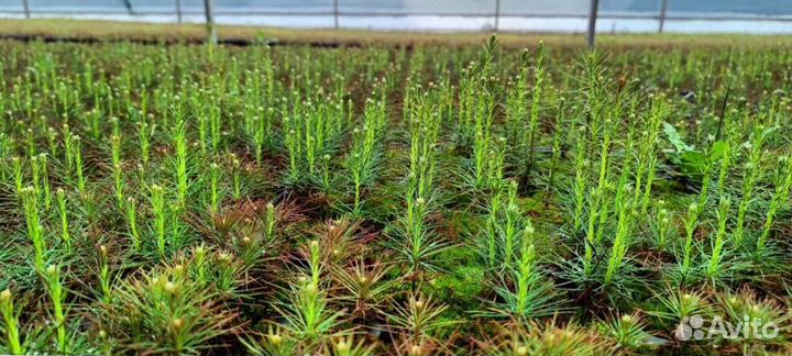 Сосна Обыкновенная Pinus sylvestris