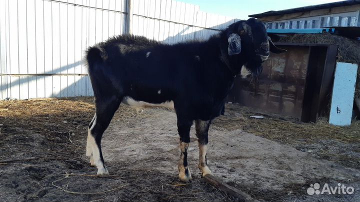 Англо нубийский козел