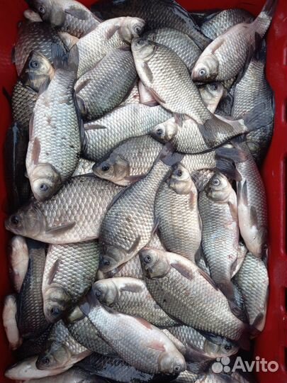 Свежая речная рыба в Самаре