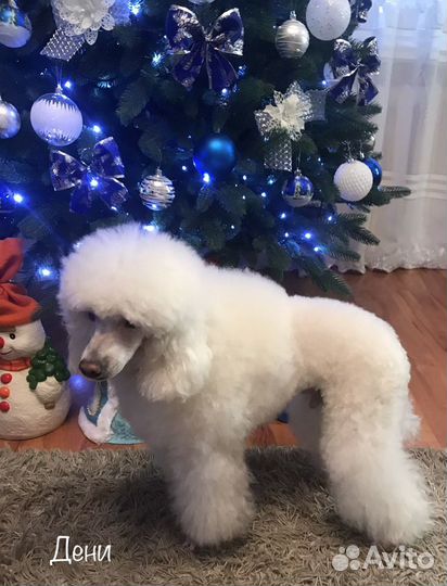 Вязка собак