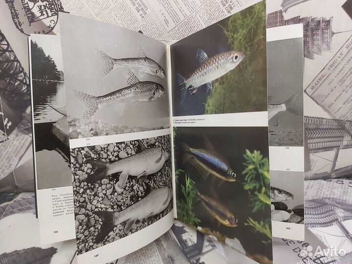 Энциклопедия рыб, иллюстрированная (суперобложка)