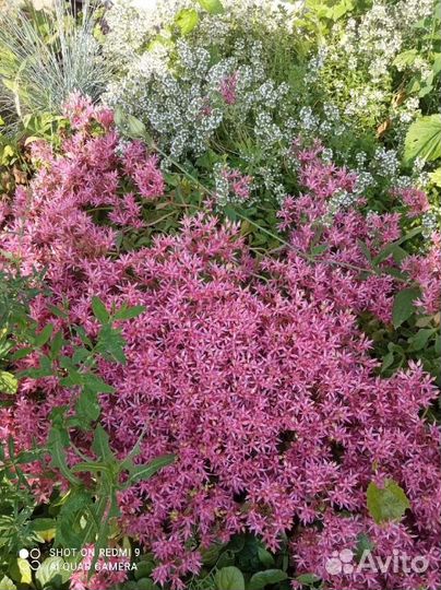 Многолетние раст:Вербейники,очитки