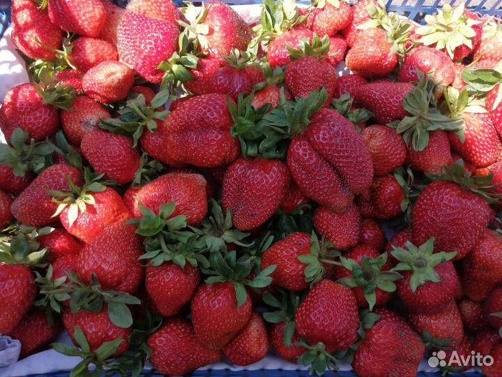 Рассада клубники, овощей, цветов