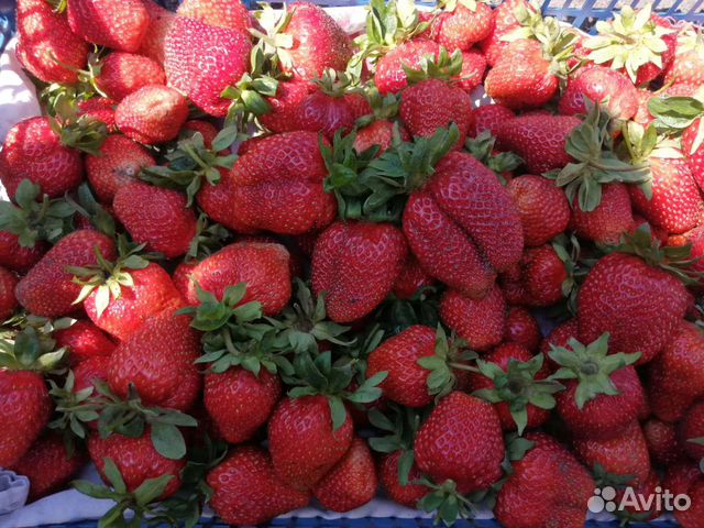 Рассада клубники, овощей, цветов