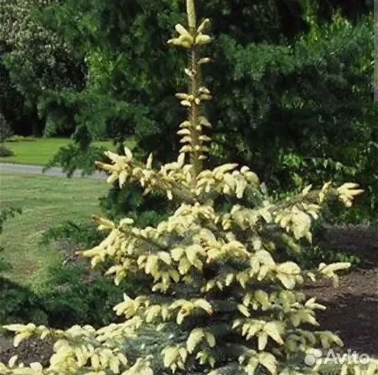 Ель Ян Бычковский