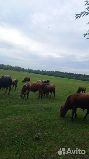 Бычки телки