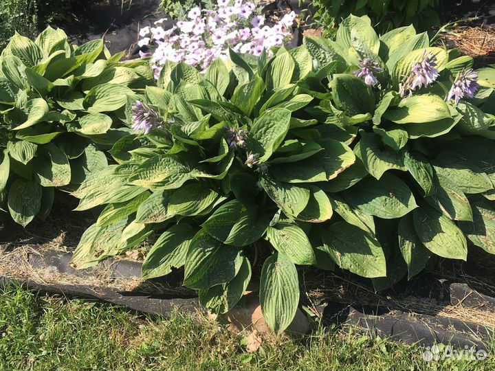 Хрищаниема почвопокровная