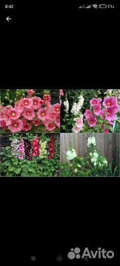 Шток - роза, семена