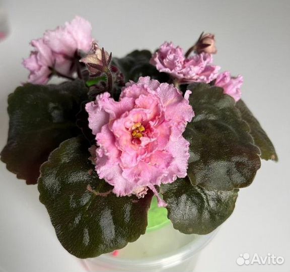 Сортовые фиалки