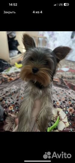 Йоркширский терьер