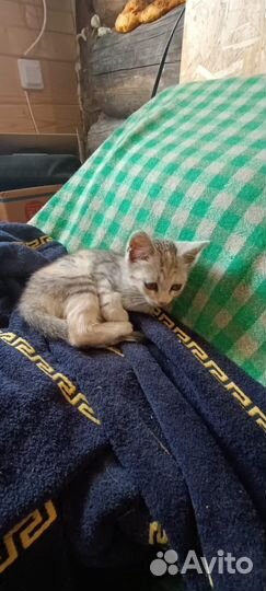 Котенок девочка в дар