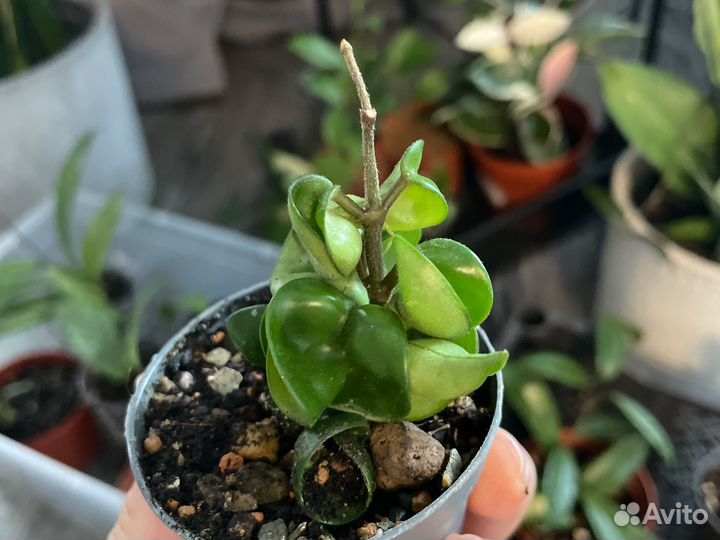 Хойя разные