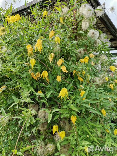 Клематис тангутский семена