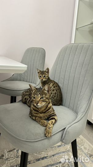 Бенгальская