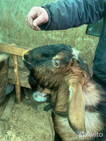 Нубийский козел вязка