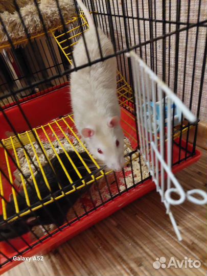 Крыса с клеткой бесплатно