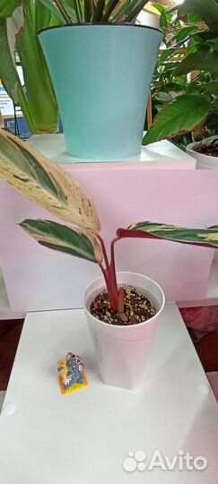 Строманта мультиколор