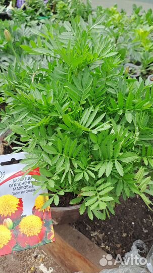 Продам рассаду помидор, цветы