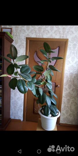 Фикус