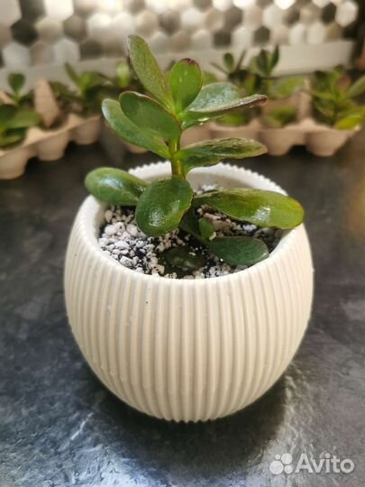 Денежное дерево, толстянка