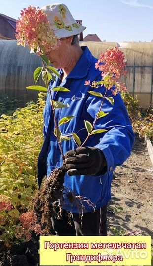 Саженцы, плодовые культуры, декоративные растения