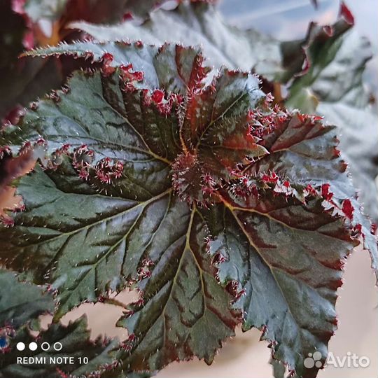 Бегония сортовые