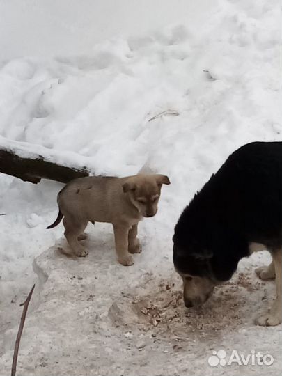 Щенки бесплатно в добрые руки